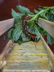 centipedes that are eating leaves. banjarnegara INDONESIA
