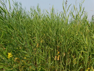 Ripping mustard crop field, mustard plant pods close up image