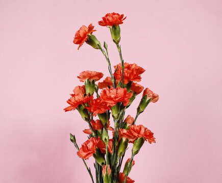 carnation bouquet flowers with pink background