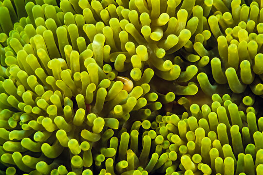 A skunk anemonefish (Amphiprion akallopisos) in a host anemone