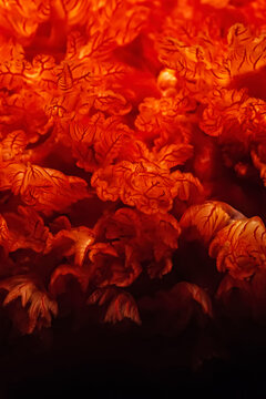 A beautiful orange-red coral in Madagascar.
