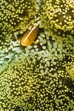 A skunk anemonefish (Amphiprion akallopisos) in a host anemone.