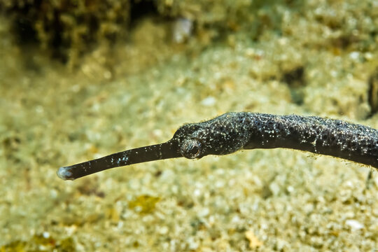 A long thin pipefish in Madagascar