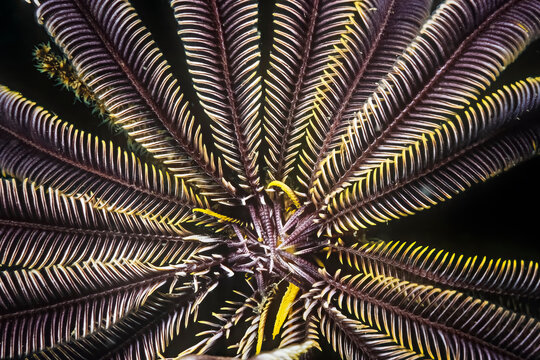 A feather star (crinoid) on whip coral, Madagascar.