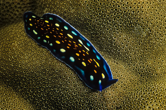A Linda's flatworm (Pseudoceros lindae) on hard coral in Madagascar.