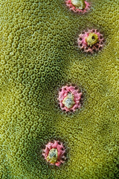 Tubeworm battle for space with a hard coral in Madagascar.