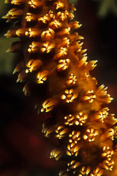 Beautiful Fire coral in Madagascar.