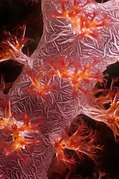A beautiful orange and white soft coral in Madagascar.