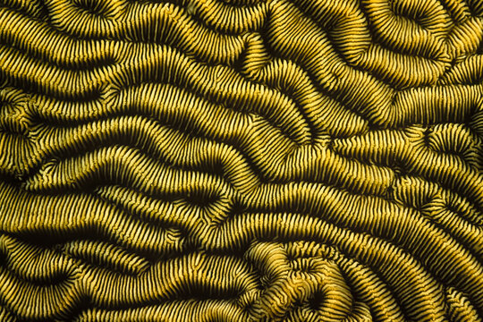 A beautiful striped pattern on a coral in Madagascar.