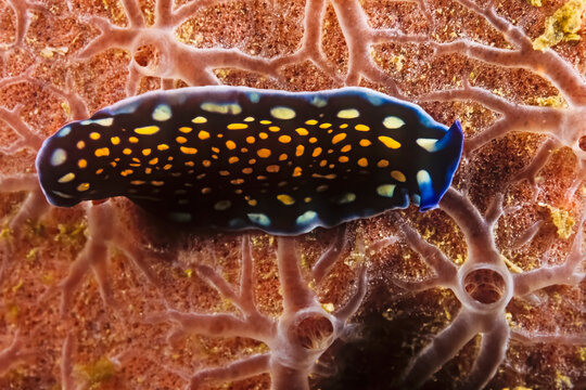 A Linda's flatworm (Pseudoceros lindae) on a sponge, Madagascar.