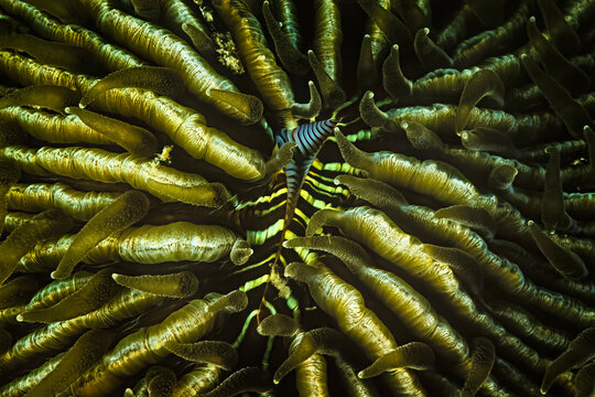 The mouth of a muchroom coral, Madagascar.