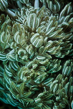 Pules coral (Anthelia sp.), a type of soft coral, Madagascar.