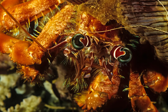 A closeup of a hermitcrab face, Madagascar.
