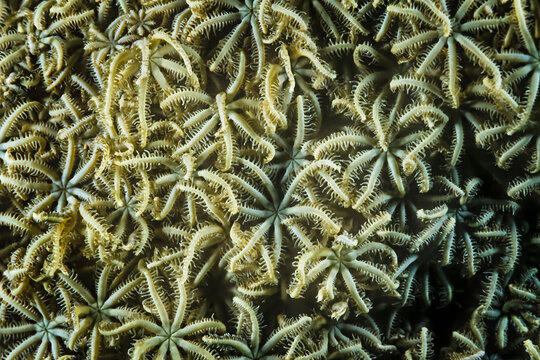 Pules coral (Anthelia sp.), a type of soft coral, Madagascar.