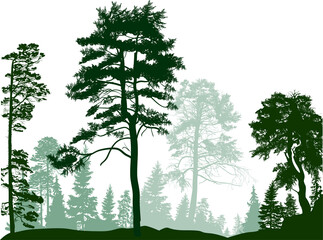 pine trees green group in forest on white
