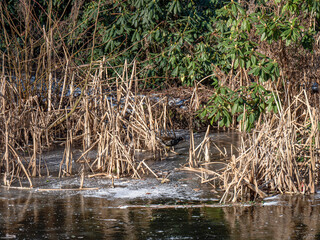 Secret bird on ice