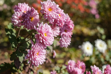 Pink chrysanthemum flower in the garden