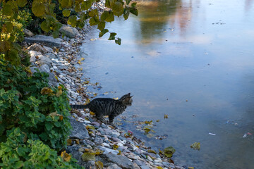 Little cute tabby cat sitting by the frozen water