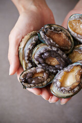 Fresh raw abalone on the chef's hand 