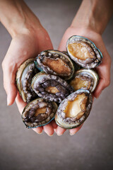 Fresh raw abalone on the chef's hand 