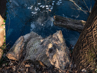  Winter Forest