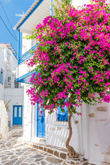Traditional Cycladitic alley with a narrow street, whitewashed houses and a blooming bougainvillea...