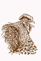 Sepia vector illustration of rooster ,farm bird