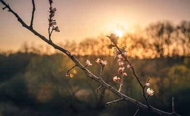 Morning nature in sunlight and dew