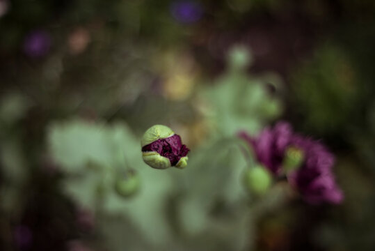 Macro shot of purple flower bud in garden