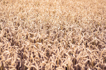 Golden rye field. Ripe grain spikelets. Crop and forage crop. Agricultural concept.Summer rural scenery. Background of ripening ears of wheat field. Rich harvest concept.Grain backdrop with copy space