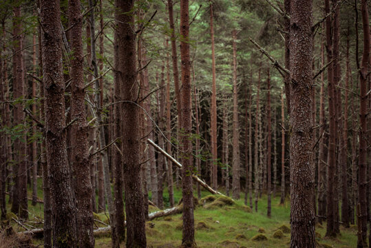 Vibrant Pine Forrest in Scotland