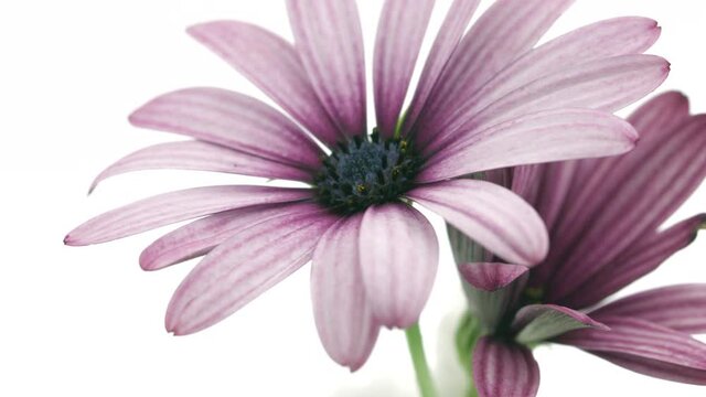 Flowers opening. Timelapse of beautiful pink cape marguerite Osteospermum or Dimorphotheca flowers blooming, isolated on white background. Time lapse. African daisy bunch, spring flower open, close-up