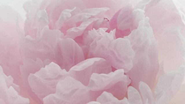 Beautiful pink Peony center background. Blooming peony flower open, time lapse, close-up. Wedding backdrop, Valentine's Day concept. Soft backdrop. UHD video timelapse