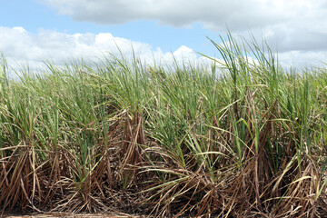 Sugarcane plantation located in the state of Alagoas, Brazil. Its scientific name is Saccharum officinarum.