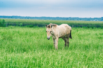The horse grazes in the pasture in summer.