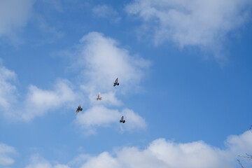 The pigeons are flying on the blue sky
