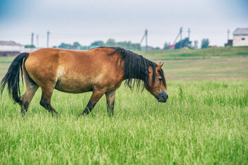 The horse grazes in the pasture in summer.