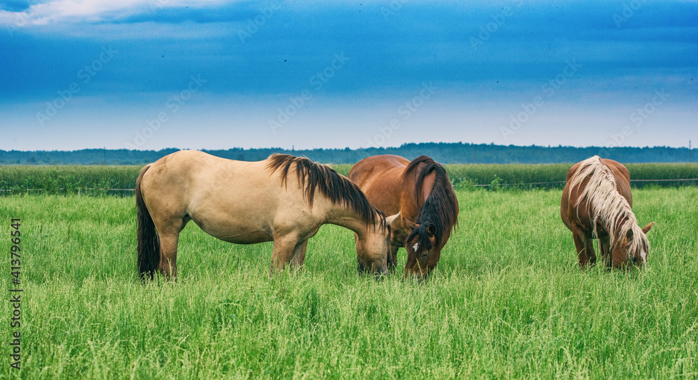 Wall mural the horse grazes in the pasture in summer.