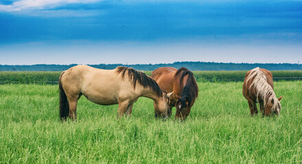 Naklejka na ściany i meble The horse grazes in the pasture in summer.
