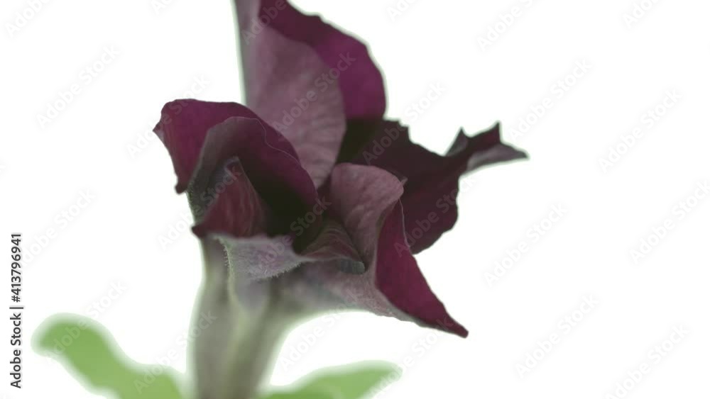 Wall mural Petunia opening. Timelapse of beautiful pink petunia flowers blooming, isolated on white background. Time lapse petunia bunch of spring Easter flowers open, close-up. Gardening. 4K UHD video