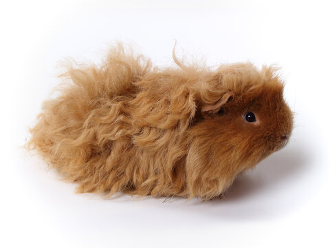 Peruvian guinea pig with long red hair. Luncaria breed. A studio photo of this pet.