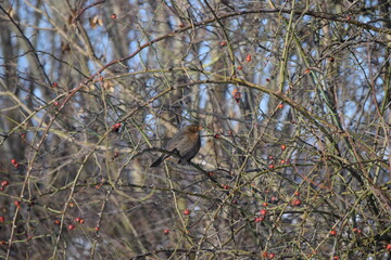 Blackbird in the Rose hip