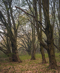 Spring forests