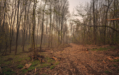 Spring forests