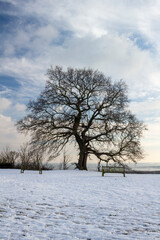 Silhouette of a bare Oak tree (Quercus) at Leigh-on-Sea, Essex, England