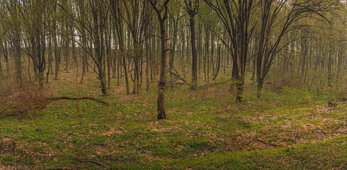 Spring forests