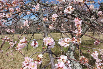 梅の花