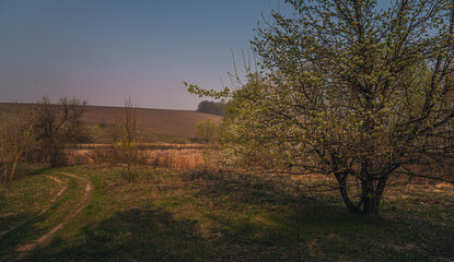 Spring landscape