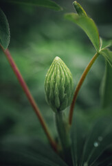 Morning nature in sunlight and dew