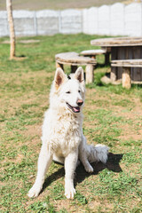 Portrait of a white Swiss shepherd dog. A beautiful dog in the yard with white fur. Pet, animal care, variety of dog breeds, man's friend.